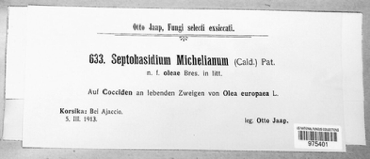 Septobasidium michelianum image